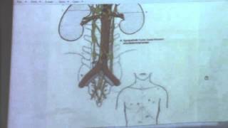 17- Anatomy (abdomen ) 31/3/2016