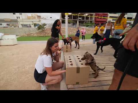 Fuerteventura celebra la primera “Salchiquedada Canaria” con más de 75 perros participantes