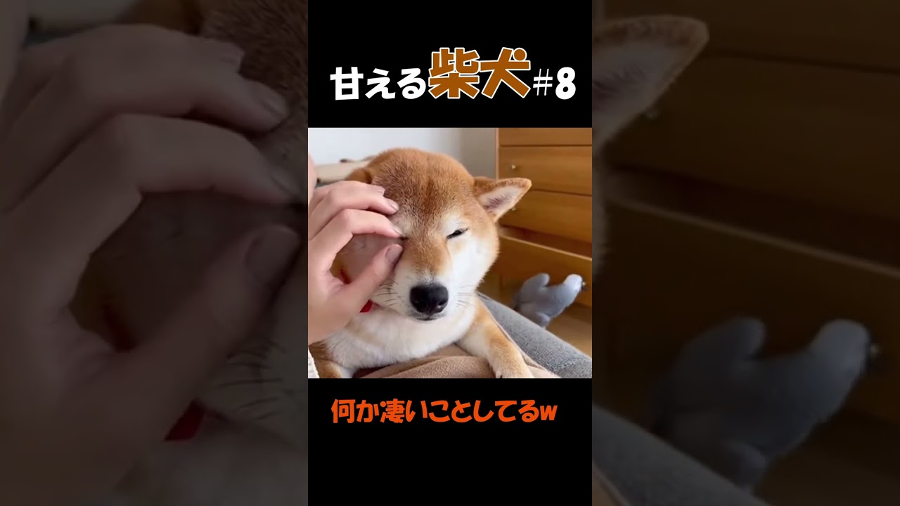甘える柴犬#8
