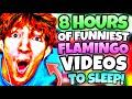 8 HOURS OF FUNNIEST FLAMINGO VIDEOS TO FALL ASLEEP