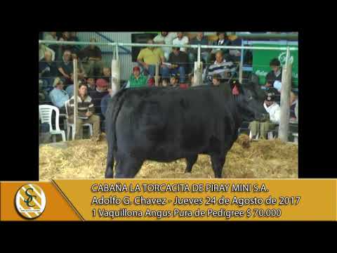 24-08-17 Venta de Eleccion y Vaquillonas Angus P.P. - Cabaña La Torcacita - A. G. Chavez.