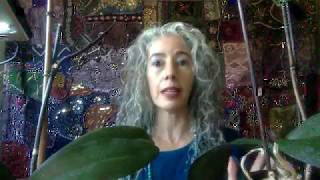 Marguerite Intro on Faeries
