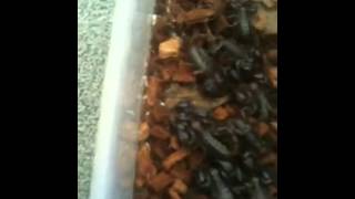 Black rock scorpions for sale Black rock scorpions for sale