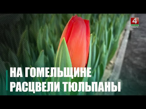 Першыя цюльпаны распусціліся ў Петрыкаўскім лясгасе ў -18°C на вуліцы