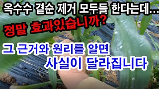 옥수수 곁순제거... 모두들 해야한다고 하는데, 정말 효과 있습니까? 확실합니까? 그 근거와 원리를 알면 사…