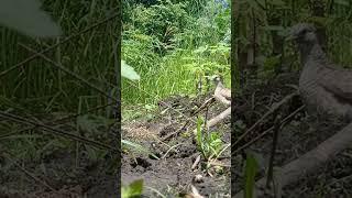 Download lagu mikat burung perkutut #shorts  #perkutut #mikatperkutut mp3