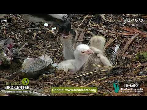 Very Rare - Albino Osprey Chick!