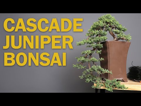 Cascade Bonsai - Juniper Refinement & Creating Depth