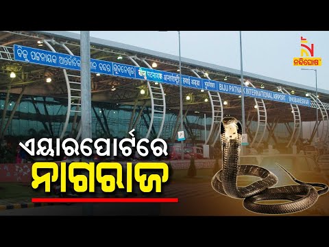 Cobra Snake Caused Panic Among People In Bhubaneswar | NandighoshaTV