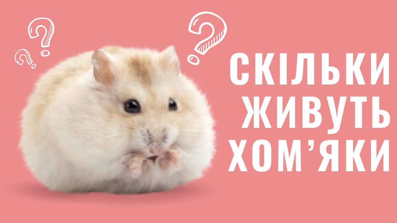 YouTube video preview