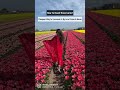 The Detailed Guide To Tulip Festival In Amsterdam Is Live Check Nowwwww