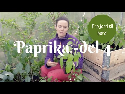 Paprika fra jord til bord - del 4 - tilvenning