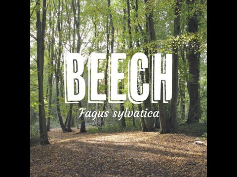 Tree Tuesday thumbnail 13