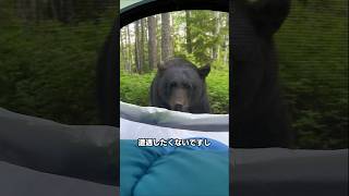キャンプ中に現れたまさかのお客