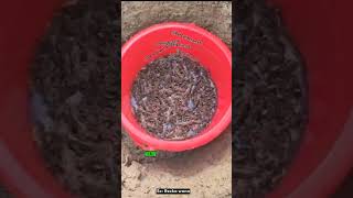 Download lagu cara atau alat untuk menangkap hama gaang/orong-orong/anjing tanah #petcollection #hama #molecriket mp3 Download lagu cara atau alat untuk menangkap hama gaang/orong-orong/anjing tanah #petcollection #hama #molecriket mp3