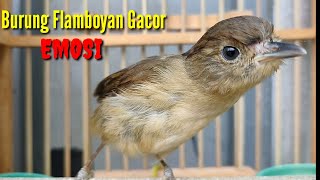 Download lagu Burung Flamboyan Gacor Emosi Ngebren Rapat Nyerecet Cocok buat Pancingan mp3