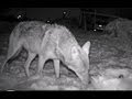 Nighttime animal photography, huge coyote drags ...