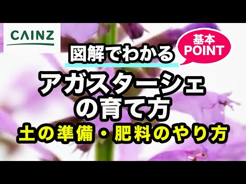 マルカリダエについて詳しく解説