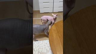 なんか急に喧嘩しだした猫スルタンとアレクサンドラ【スフィンクス】