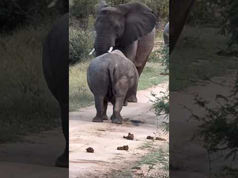 Hippo and elephant fight #animal #forest #elephant #hippo