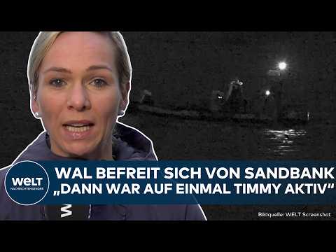 Video Thumbnail: OSTSEE: Wal-Hammer vor Wismar! Timmy ist verschwunden! Wal befreit sich selbst von Sandbank