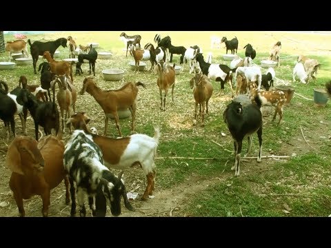 , title : 'Goat Farming - How To Make Money By Goat Farming Business'