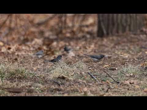 Mondays with Martha #75 - Dark-Eyed Junco