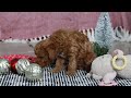 Miniature Poodle dogs for sale: Nova - Video 1