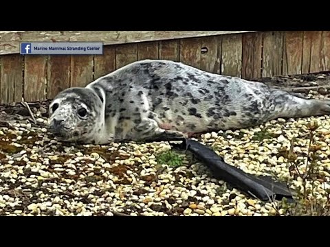 NJ Ocean County Grey Female Seal Pup Found Stranded
