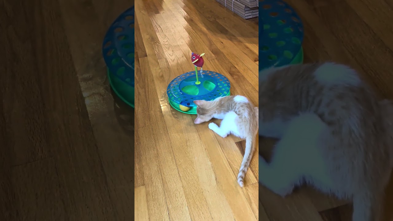Steve Martin, a Adoptable Domestic Short Hair in Escondido, CA video 4/5