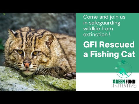 Protect Fishing Cats in Bangladesh