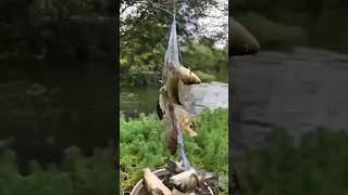 Download lagu How to Use a Fishing Net #fishing #fishingnet #cast #carp #fishing mp3 Download lagu How to Use a Fishing Net #fishing #fishingnet #cast #carp #fishing mp3