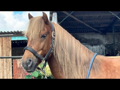 SOLD - Tígull - super braver Safe-Siegel-Tölter