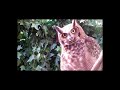 Owl A Funny Owls And Cute Owls Compilation NEW