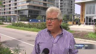 Territorial red-winged blackbird nipping at heads in Toronto neighbourhood