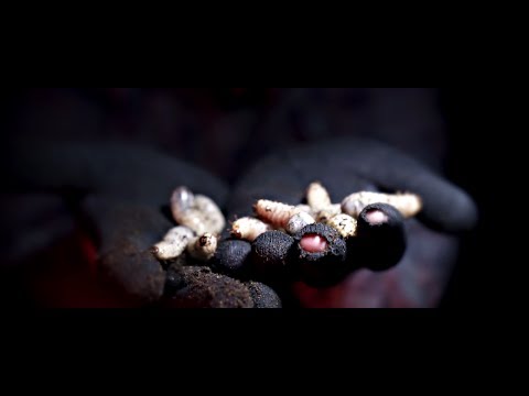 PSYCROW  |  JBB 2018 QUALIFIKATION