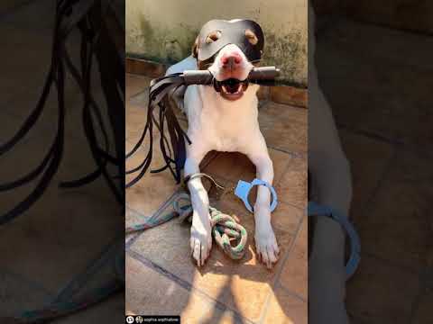 Vem de Chicote, Algema e Corda