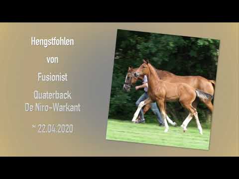 Hengstfohlen von Fusionist Quaterback