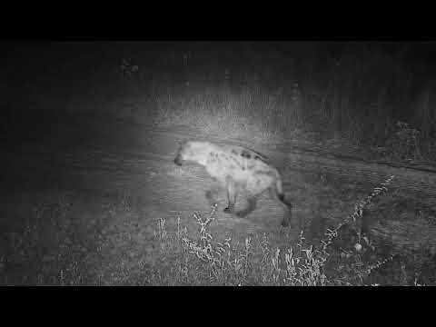 Djuma: Lone Hyena walks by heading towards lodge - 02:08 - 05/14/20