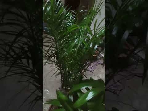 api Shabnum ki Nursery 🌵🌴 #1k #plant #nursery #indoorplants #garden #pakistan #plantstore #flower#1m