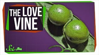 The Vine That 'Loves' Parasitic Wasps to Death