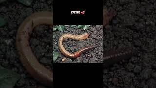 Download lagu BENTUK WAJAH HEWAN JIKA DILIHAT DENGAN MIKROSKOP‼️#shorts mp3