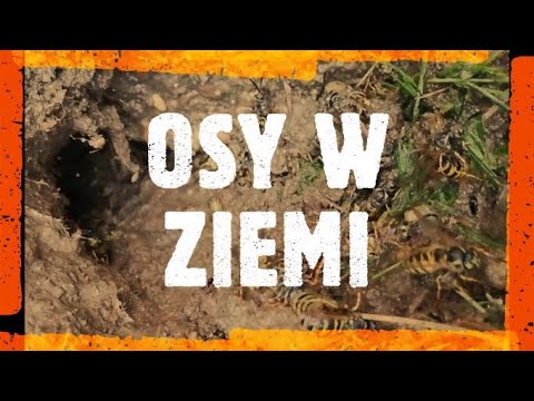 osy w ziemi - likwidacja gniazda os - jak zlikwidować gniazdo os - usuwanie gniazda os - co na osy