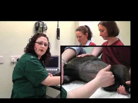 IMV imaging Abdominal Ultrasound Video 3 - Patient preparation for an abdominal ultrasound exam