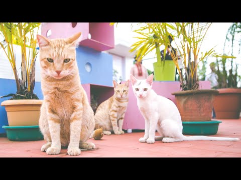 PARC - People for Animal Relief and Conservation . 2017 @TEEPOIFILMS​