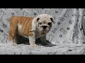 Englische Bulldogge puppy