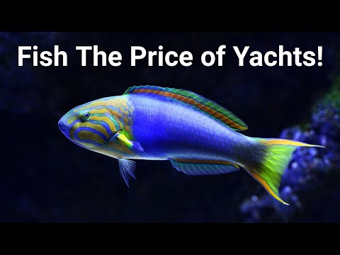 The Most Expensive Saltwater Fish (And Alternatives You Can Afford)
