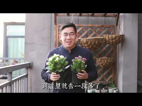長壽花