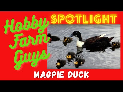 , title : 'HFG Farm Animal Spotlight: Magpie Duck'