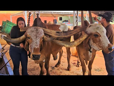 Festa no Encontro De Carreiros SILVIANOPOLIS MG